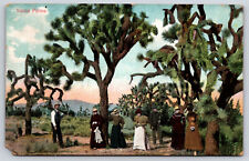 Yucca Palm Plants, Landscape Mountains Sky People, Vintage Posted 1909 Postcard picture