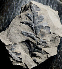 Mariopteris sp - Nice 310 million years ago fossil plant picture