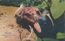Postcard FL Florida Miami Scarlet Ibis Tropical Hobbyland 1949 Linen picture