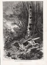 Dog Llewelin Setter (Named & ID's), Rare Large 1870s Antique Engraving Print picture