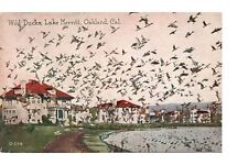Postcard Wild Ducks Flying at Lake Merritt Oakland CA c1907-1915 Pacific Novelty picture