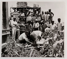 1967 Black Migrant Share Cropper Farmers Accident Corn Field Vintage Press Photo picture