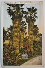 Vintage Postcard Seminole Indian Twins Washingtonian Trees Miami Florida 1924 picture