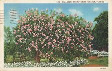 Palm Beach FL Florida, Oleanders & Petunias in Bloom, Vintage Postcard picture