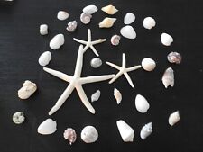Lot of 32 Seashells starfish conch scallops Nautical Beach Decor picture