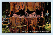 Huge Tree Fall Lumber Scene Hand Sawn Washington Pacific NW Vintag Postcard B6 picture