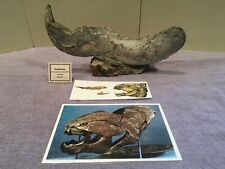 DUNKLEOSTEUS-COMPLETE LOWER JAW-DEVONIAN-ARMORED FISH-MUSEUM GRADE FOSSIL picture