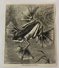 1883 magazine engraving ~ THE FLYING TOAD OF BORNEO picture