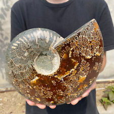 4.1lb Large Rare Natural Ammonite Fossil Conch Crystal Specimen Healing picture