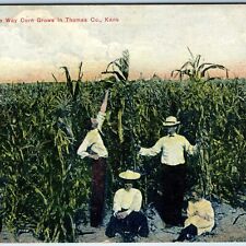 c1910s Thomas County, Kans. The Way Corn Grows Postcard JB Hampton Colby KS A73 picture