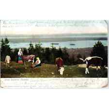 Cow Pasture Orsa Dalarna Sweden 1906 Original Postcard TK1-P20 picture