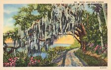 Jacksonville Florida, Royal Arch Oak Tree Spanish Moss, Vintage Postcard picture