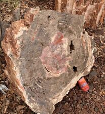 ☘️RR⚒: Colorful Large Rough Saint Johns Arizona Petrified Wood, 30” 🌈 picture