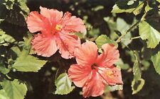 The Delicately Tinted Hibiscus, Grown in the Southland --POSTCARD picture