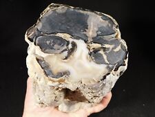 BIG Highly Agatized BLUE Forest Polished Petrified WOOD Fossil Wyoming 2585gr picture