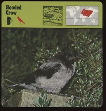 Hooded Crow  Safari Cards Rencontre Birds picture