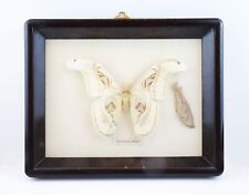 Vintage Large Butterfly Taxidermy ATTOCAS ATIAS Framed Wall Décor Art picture