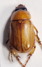 Masked Chafer: Cyclocephala lurida (Scarabaeidae) USA Coleoptera Insect Beetle picture