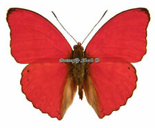 Unmounted Butterfly/Nymphalidae - Cymothoe sangaris sangaris, male, A- picture