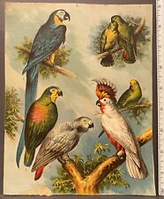 Tropical Birds ~ Parrots In Trees ~ Color Lithographed Page from Early Bird Book picture