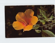 Postcard Beautiful Yellow Hibiscus Flower picture