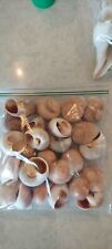 Gallon size bag of Large Shark Eye shells picture
