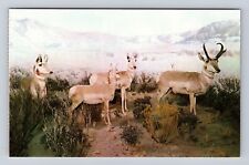 Washington DC, Smithsonian Institution, Pronghorn Antelope, Vintage Postcard picture