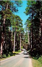 Virgin Pine Itasca State Park Minnesota Scenic Drive Forest Chrome Postcard picture