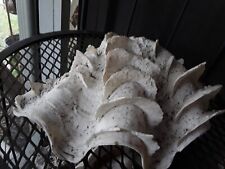 Large Ruffled Tridacna Clam Shells #211 picture