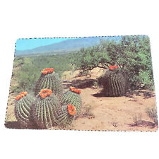 Barrel Cactus Scenic Desert Petly Old Card View Vintage picture