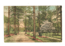 Vintage Postcard  U.A. STATES  NC  VERMONT AVE, SOUTHERN PINES COLORED  UNPOSTED picture