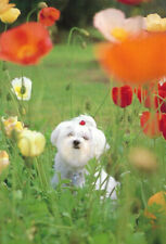 Maltese Dog Postcard ~ By Photographer Judy Reinen ~ New picture