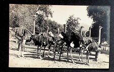 3 CA Bently Ostrich Farm San Diego, CA RPPC post cards #145 picture
