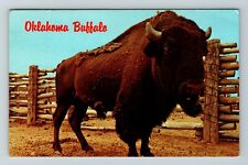 Buffalo In Oklahoma  Vintage Souvenir Postcard picture