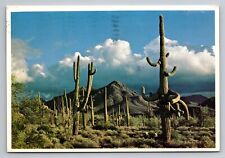 Giant Saguaros Vintage Posted 1978 Phoenix Arizona Postcard picture