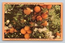 Postcard California's Golden Oranges and Waxlike Blossoms #854 Linen picture