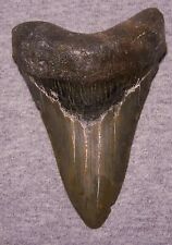 MEGALODON Shark Tooth 4 3/8