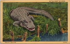 An Old  Alligator Timer in Florida Vintage Postcard spc7 picture