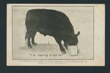 1908 Flint Champion Yearling Steer Intl Live Stock Exposition Universityof NB PC picture