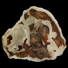 388 Gr AMAZING PICTORIAL PETRIFIED WOOD SLICE POLISHED FROM INDONESIA picture
