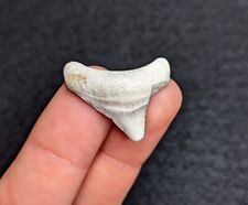 Sweet Bargain White Megalodon Shark Tooth From South Carolina picture