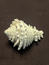 EXTINCT Fossilized VASE Shell From Central Florida & BONUS Shell. picture