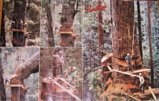 Vintage 1985 BAlLEY's (Catalog) POSTER Logging History OLD GROWTH 18