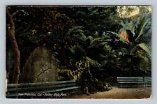 San Francisco, Golden Gate Park, Mission Tree California c1911 Vintage Postcard picture