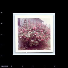 Square Color Photo CLOSE-UP OF SHRUB BY HOUSE picture