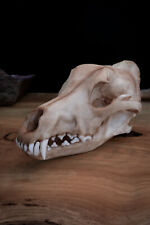 Dingo Skull - Australian - Replica - Quality Piece - FREE delivery world wide picture