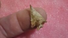 Texas Edwards Bird Point Arrowhead, Ancient Indian Artifact *FREE SHIPPING* RD84 picture