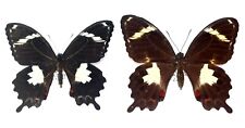 LEPIDOPTERA, PAPILIONIDAE, PAPILIO AMYNTHOR, pair NEW CALEDONIA (mounted) picture