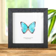 Thamyris Morpho Taxidermy Butterfly Frame (Morpho portis) picture