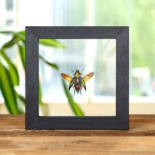 Taxidermy Jewel Beetle Frame (Cyphogastra calepyga) picture